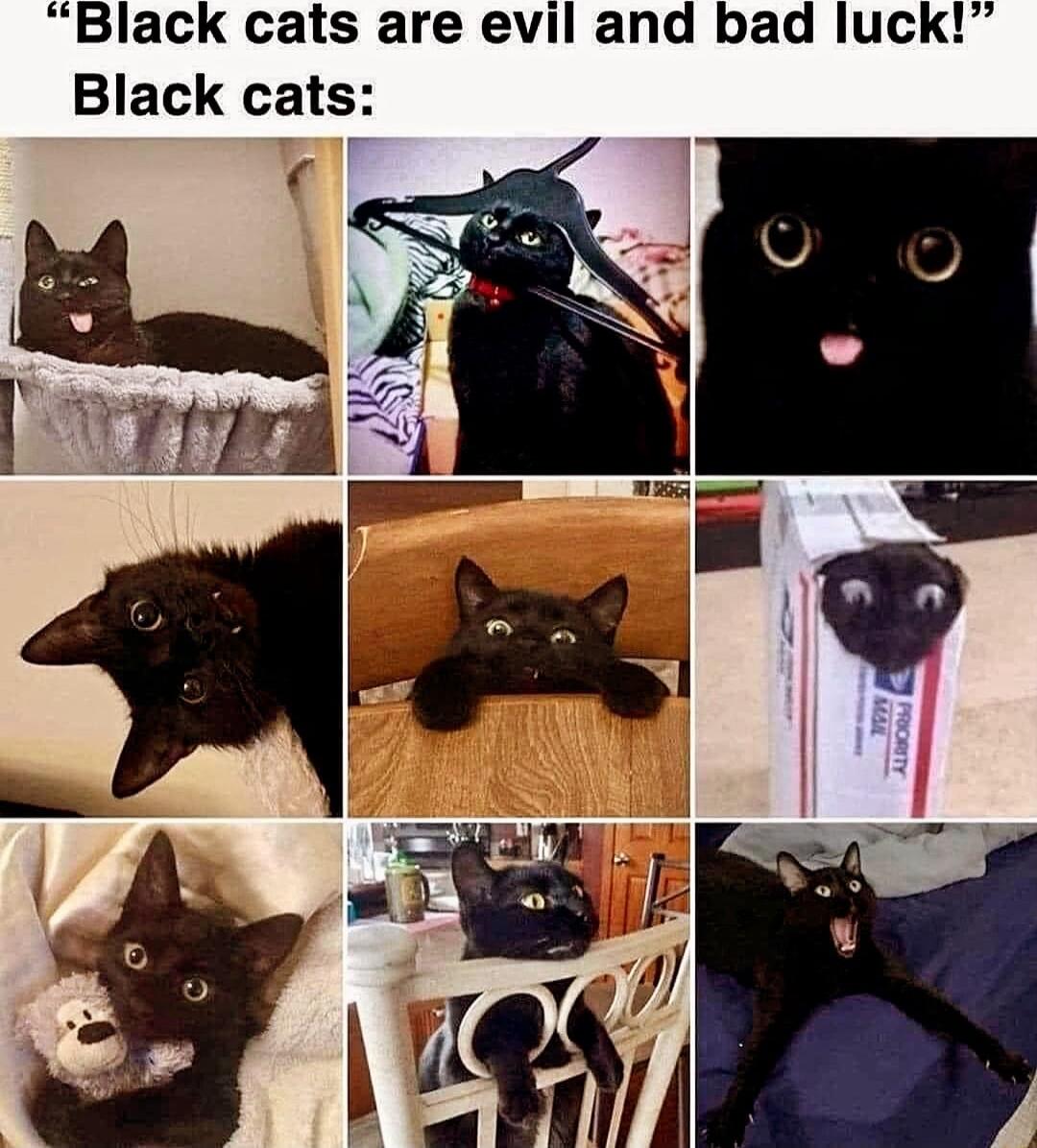 Black cats are evil and bad luck Black cats