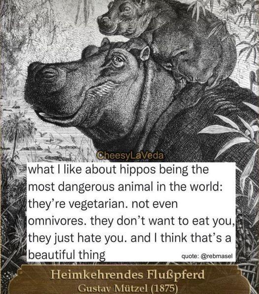 most dangerous animal in the world theyre vegetarian not even i omnivores they dont want to eat you they just hate you and think thats a beautlfu1 thing Quote rebmasel Helmkehrendes Flupferd Gustav Miitzel 1875