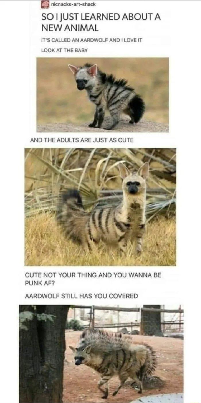 ricnacks art shack SO JUST LEARNED ABOUT A NEW ANIMAL ITS CALLED AN AARDWOLF AND LOVE T LOOK AT THE BABY CUTE NOT YOUR THING AND YOU WANNA BE PUNK AF AARDWOLF STILL HAS YOU COVERED
