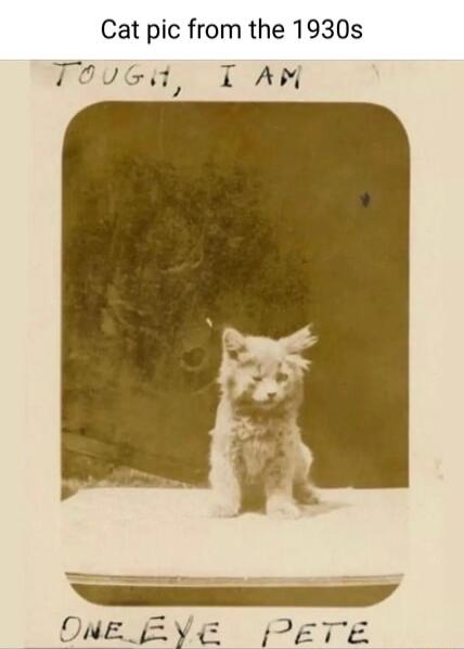 Cat pic from the 1930s TovGd I AM