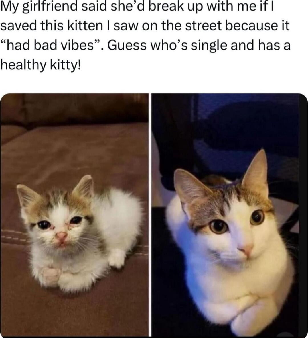 saved this kitten saw on the street because it had bad vibes Guess whos single and has a healthy kitty