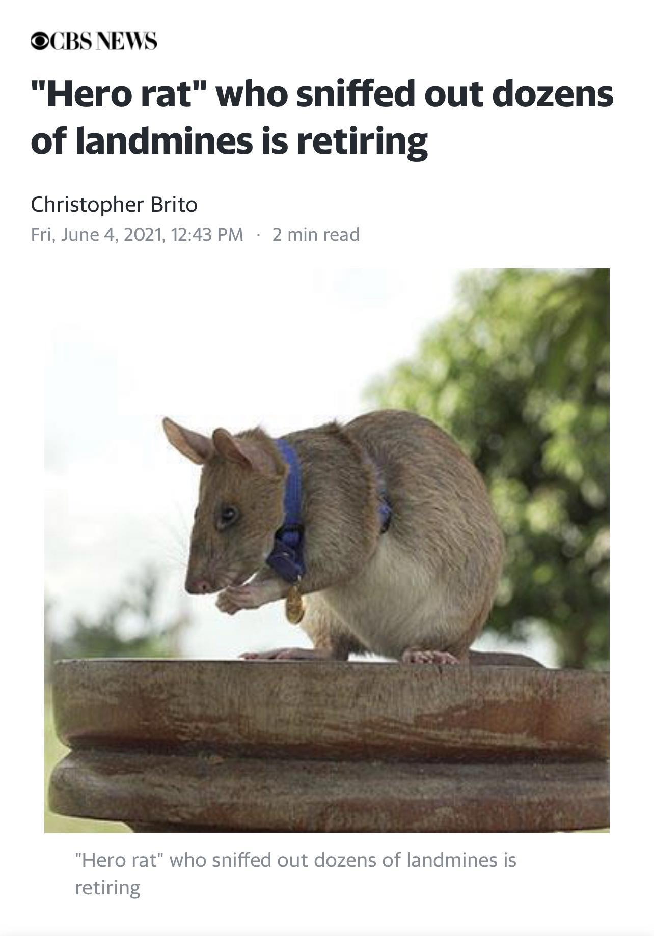 CBSEWS Hero rat who sniffed out dozens of landmines is retiring Christopher Brito Fri June 4 2021 1243 PM 2 min read Hero rat who sniffed out dozens of landmines is retiring