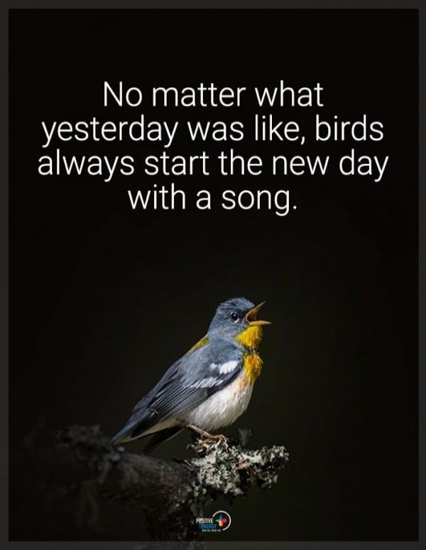 No matter what yesterday was like, birds always start the new day with a song.