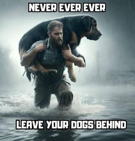 NEVER EVER EVER
LEAVE YOUR DOGS BEHIND
