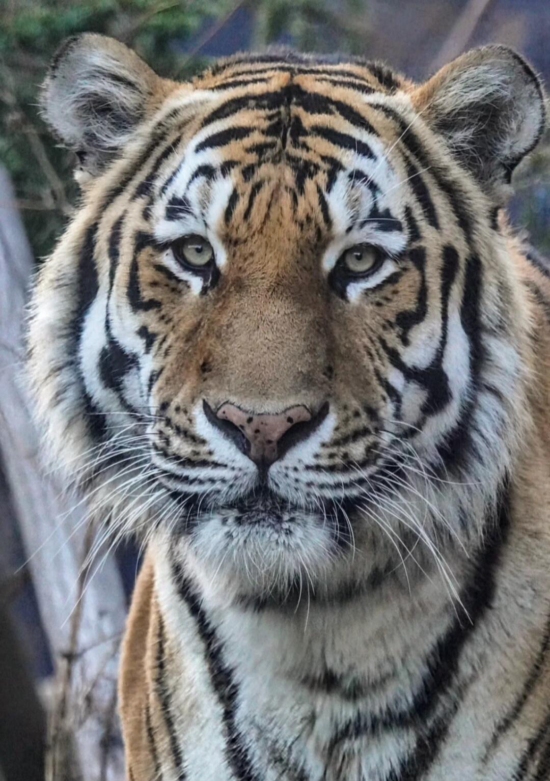 A close-up photograph of a tiger's face with orange fur and black stripes.