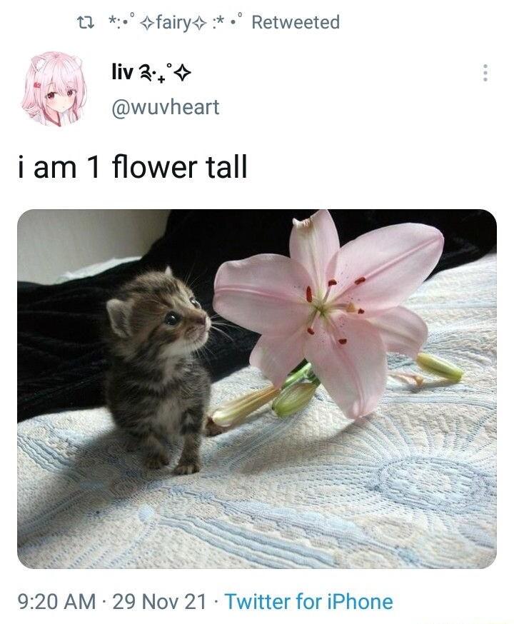 1 fairy o Retweeted liva wuvheart iam 1 flower tall 920 AM 29 Nov 21 Twitter for iPhone