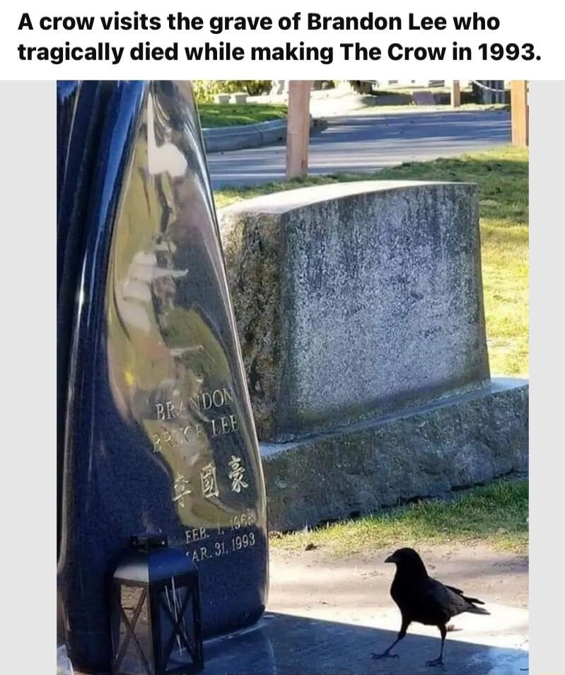 A crow visits the grave of Brandon Lee who tragically died while making The Crow in 1993