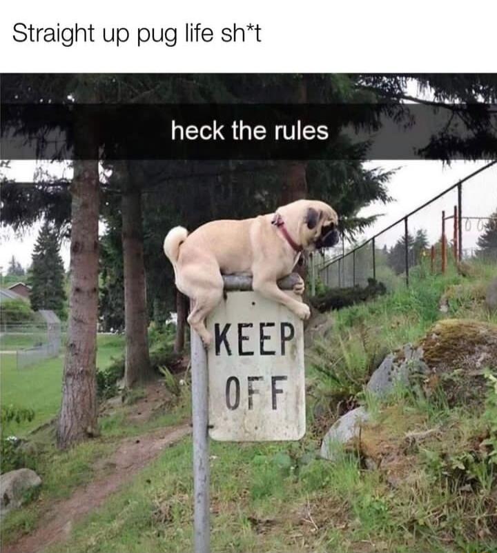 Straight up pug life sht QGRS