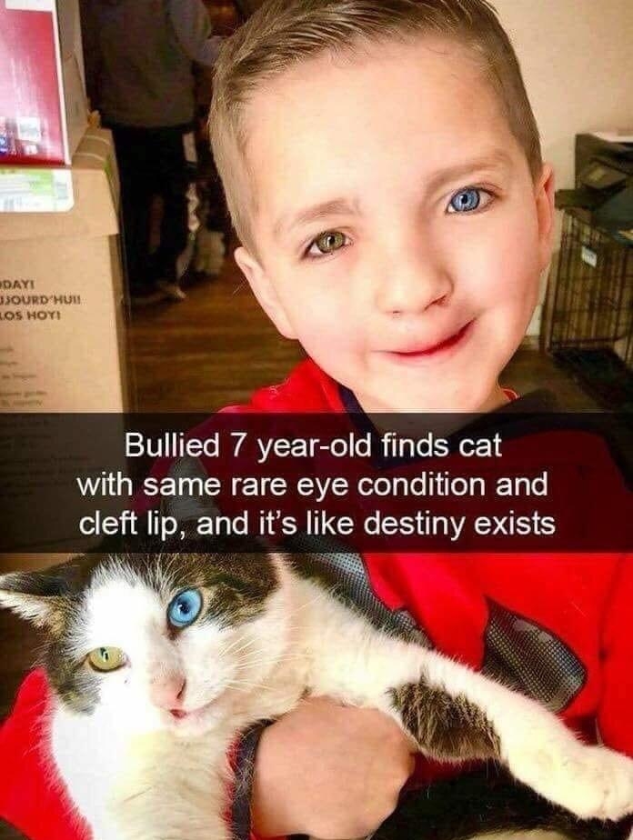 Bullied 7 year old finds cat A GICE T R ET SRR el glo 1 ol BT ol cleft lip and its like destiny exists
