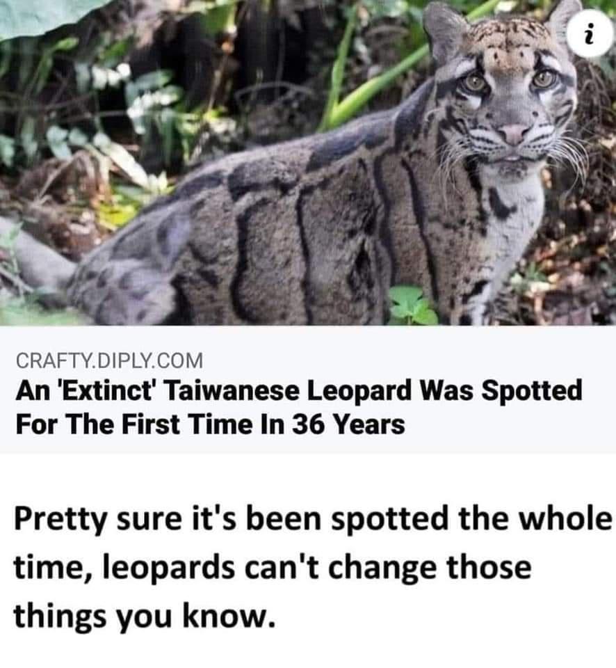 CRAFTYDIPLYCOM An Extinct Taiwanese Leopard Was Spotted For The First Time In 36 Years Pretty sure its been spotted the whole time leopards cant change those things you know