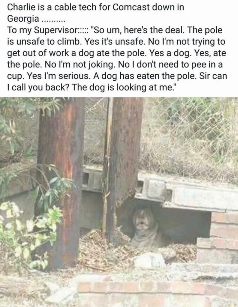 Charlie is a cable tech for Comcast down in Georgia To my Supervisor So um heres the deal The pole is unsafe to climb Yes its unsafe No Im not trying to get out of work a dog ate the pole Yes a dog Yes ate the pole No Im not joking No dont need to pee in a cup Yes Im serious A dog has eaten the pole Sir can I call you back The dog is looking at me