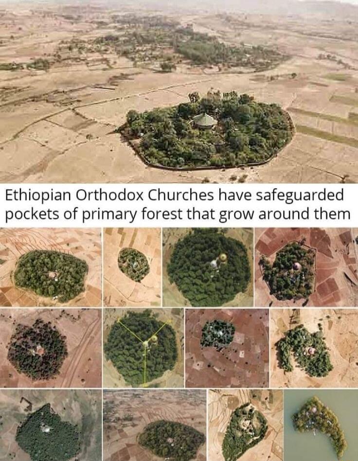 ETEPE S Ethiopian Orthodox Churches have safeguarded pockets of primary forest that grow around them 7 0 P