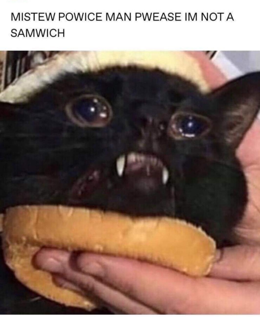 u cursed kat images MISTEW POWICE MAN PWEASE IM NOT A SAMWICH 3342 notes