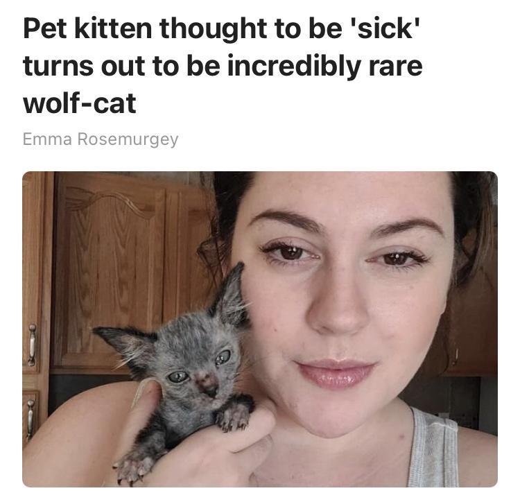 Pet kitten thought to be sick turns out to be incredibly rare wolf cat Emma Rosemurgey