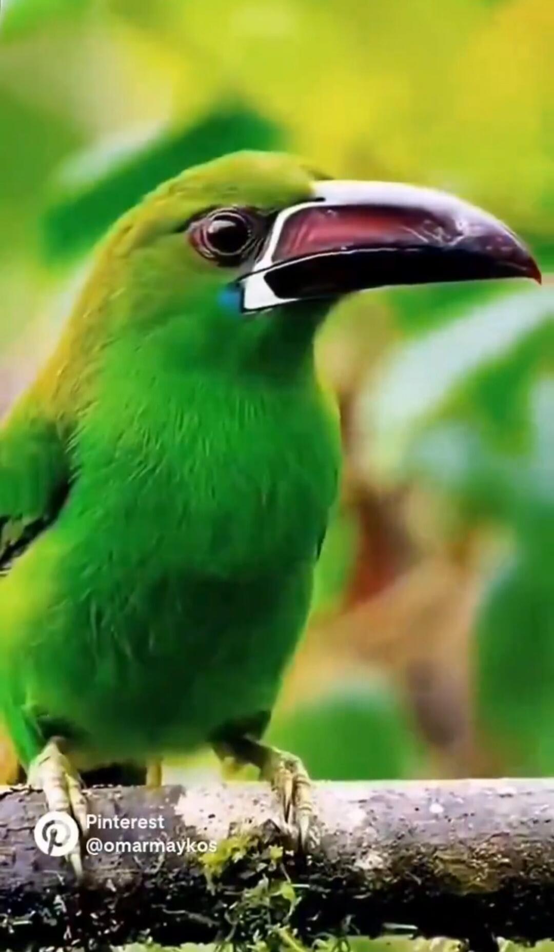 Pinterest @omarmaykos