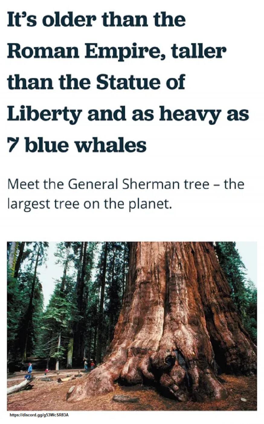 It's older than the Roman Empire, taller than the Statue of Liberty and as heavy as 7 blue whales Meet the General Sherman tree - the largest tree on the planet.