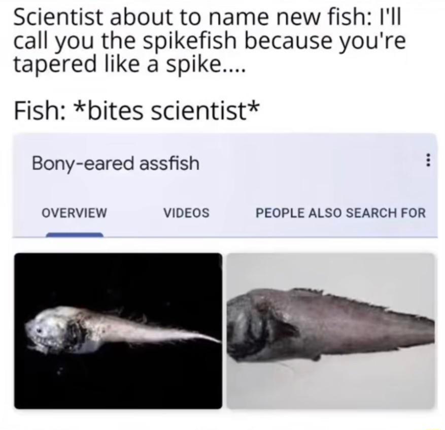 Scientist about to name new fish Ill call you the spikefish because youre tapered like a spike Fish bites scientist Bony eared assfish OVERVIEW VIDEOS PEOPLE ALSO SEARCH FOR 1