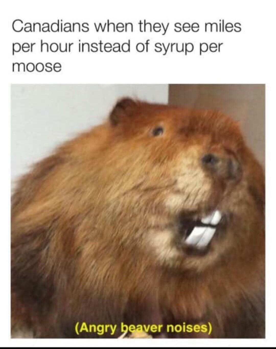 Canadians when they see miles per hour instead of syrup per moose