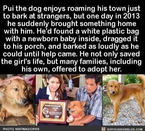 Pui the dog enjoys roaming his town just to bark at strangers but one day in 2013 he suddenly brought something home with him Hed found a white plastic bag with a newborn baby inside dragged it LTI BT TR E LT R T VE R 1Y could until help came He not only saved the girls life but many families including his own offered to adopt her mn VA PHOTO NEXTHAGIORWS e Ra e aa
