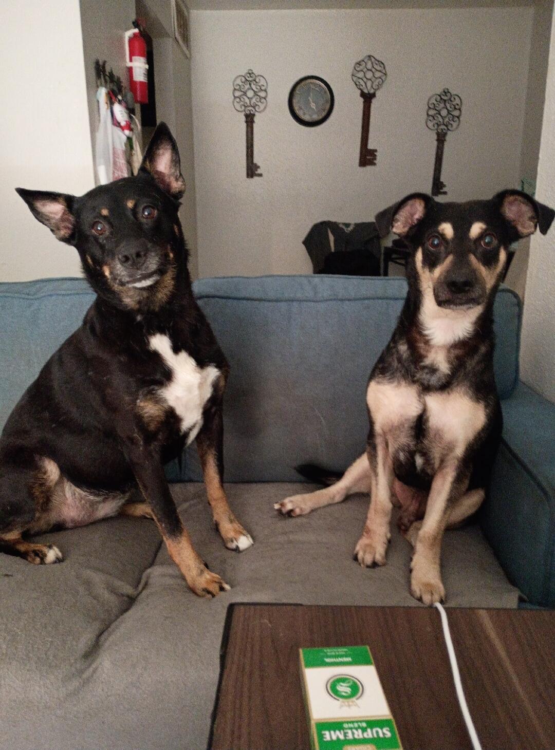 Two dogs sitting on a couch, looking at the camera. A pack of Supreme Blend Menthol cigarettes is on the table.