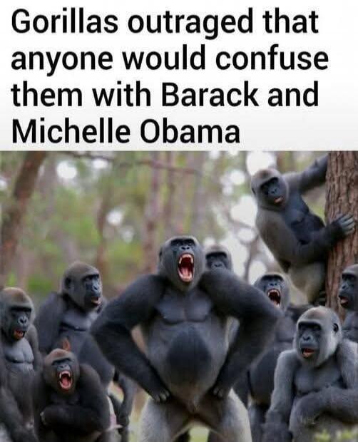 Gorillas outraged that anyone would confuse them with Barack and Michelle Obama