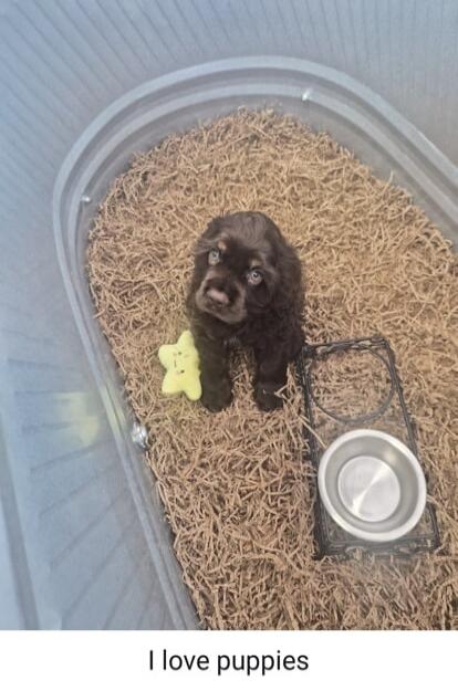 I love puppies