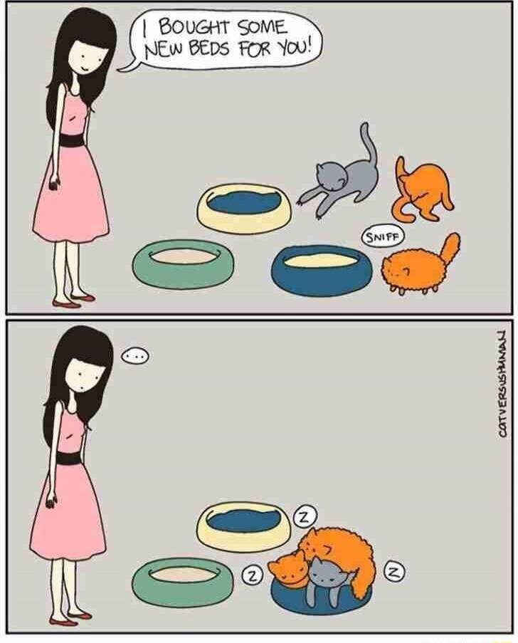 I BOUGHT SOME NEW BEDS FOR YOU! SNIFF Z Z Z