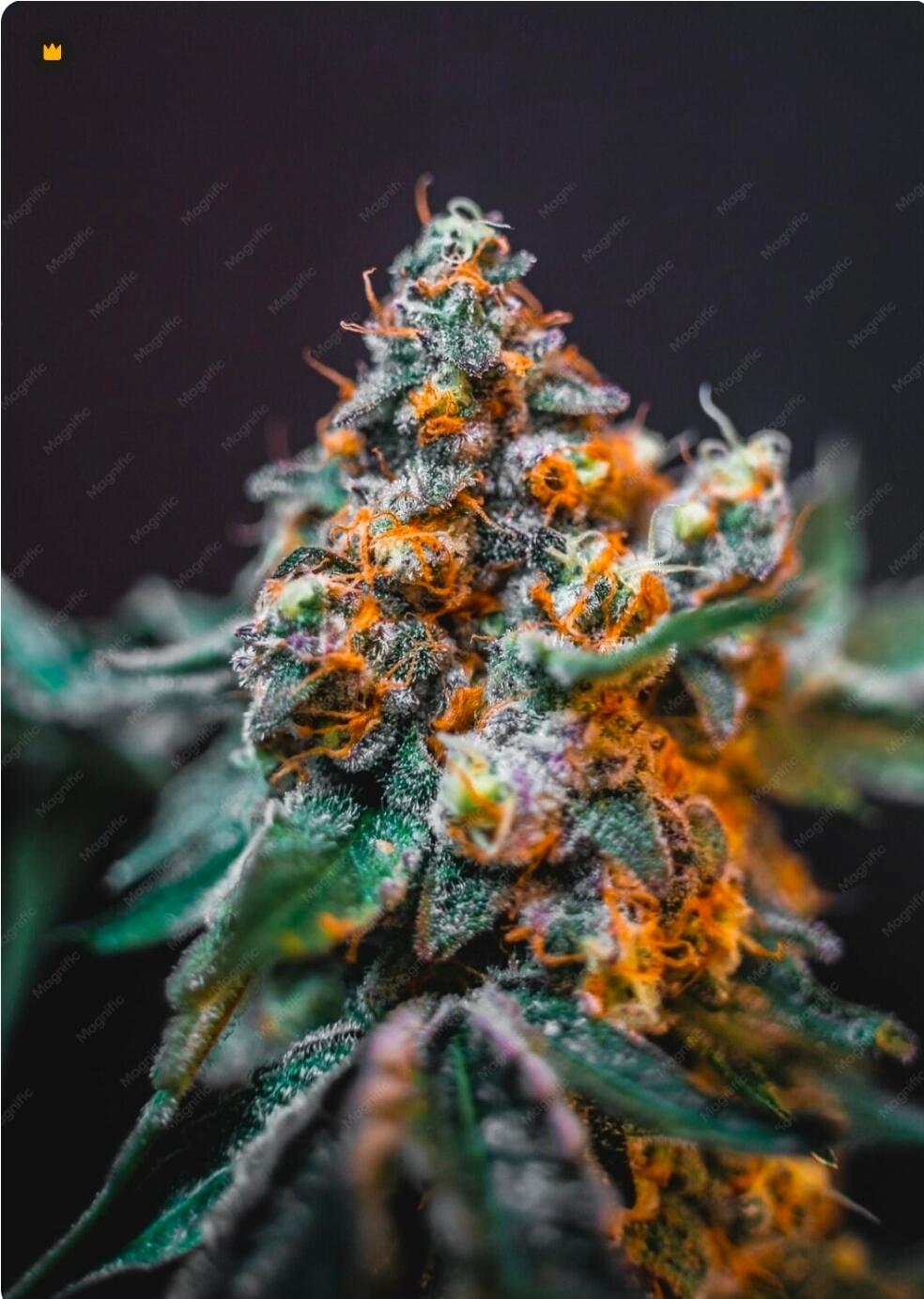 A close-up shot of a cannabis bud, showing vibrant orange pistils and a dense coating of white trichomes on green leaves. The texture is rich and detailed.