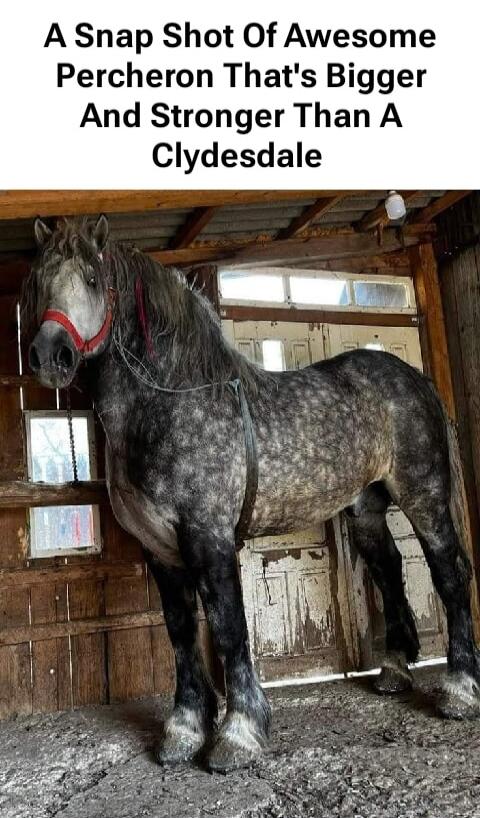 A Snap Shot Of Awesome Percheron That's Bigger And Stronger Than A Clydesdale