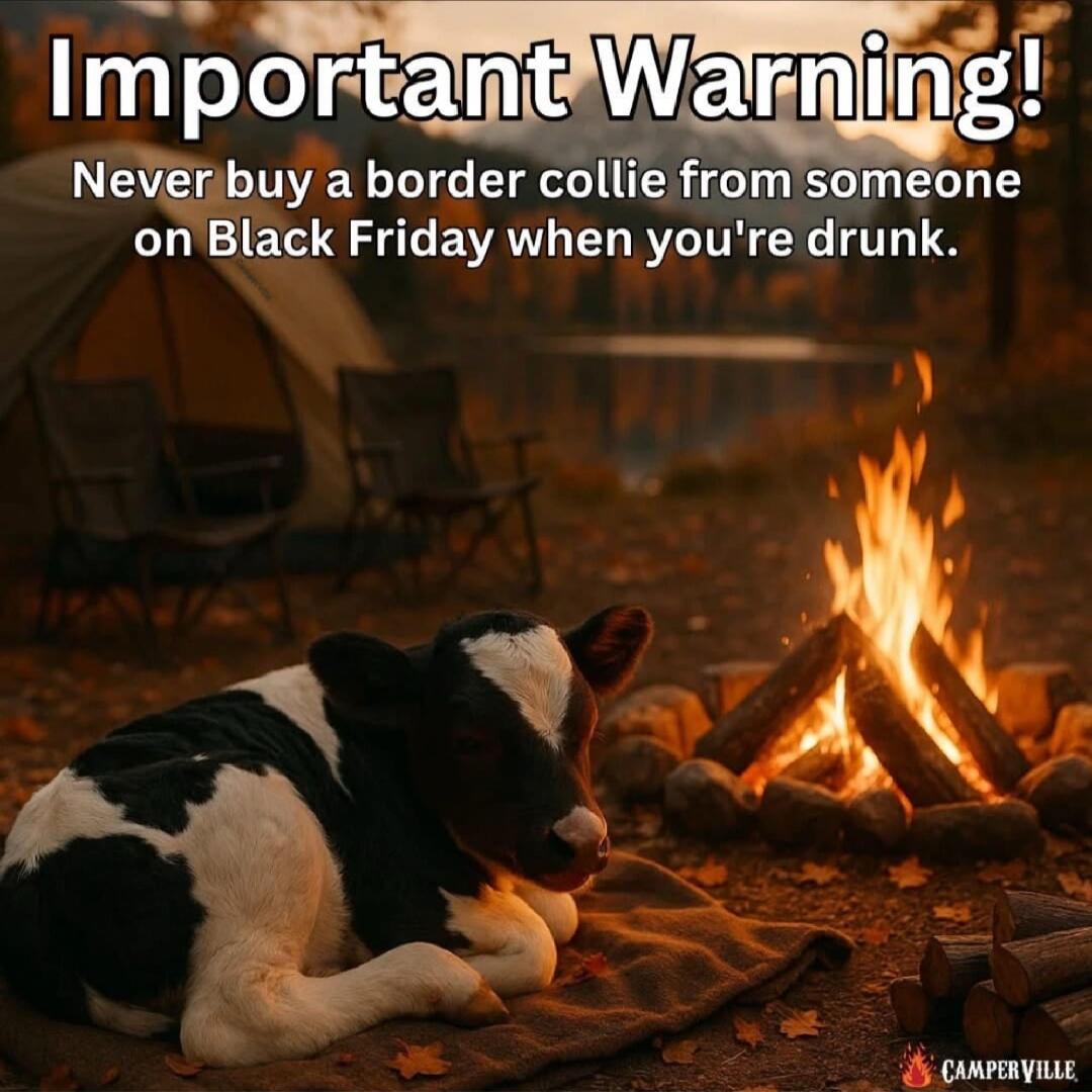 Important Warning! Never buy a border collie from someone on Black Friday when you're drunk.