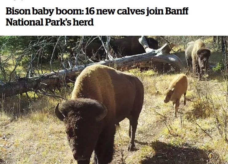 Bison baby boom 16 new calves join Banff National Parks herd