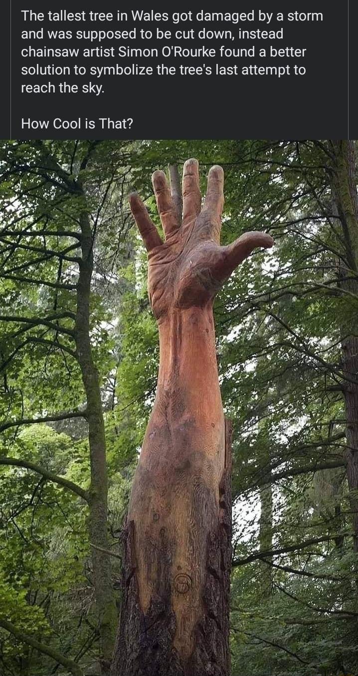 The tallest tree in Wales got damaged by a storm 10 le RWVEERSIT o oToXTo R o R oTNel fe 0107 M N E T chainsaw artist Simon ORourke found a better solution to symbolize the trees last attempt to CETR RN How Cool is That