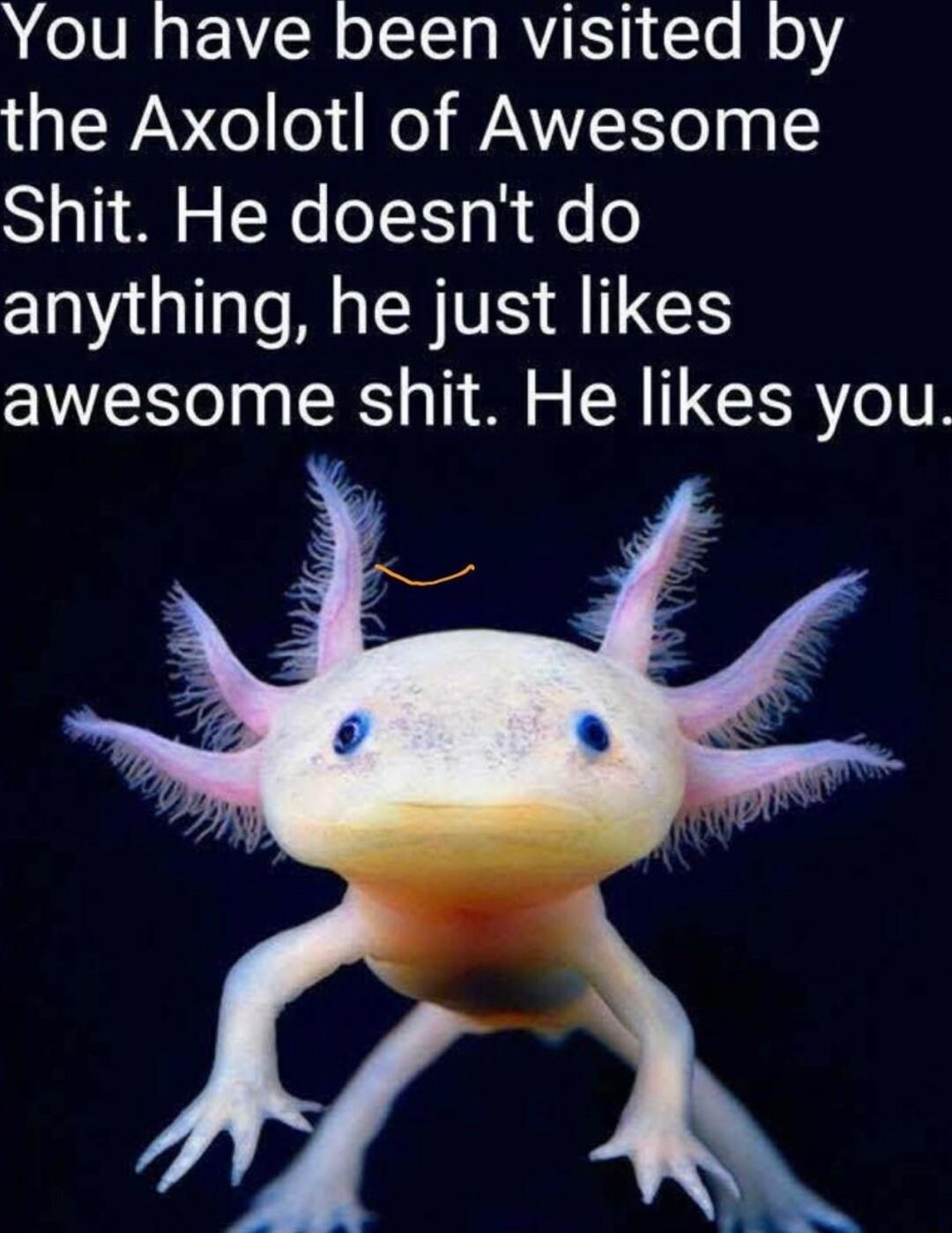 D OIVR VR oISl s RIS 1Te B o aT WAVo o o ANY o 0y Shit He doesnt do anything he just likes awesome shit He likes you