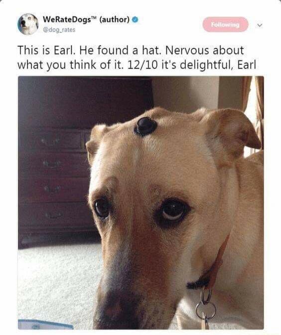 This is Earl. He found a hat. Nervous about what you think of it. 12/10 it's delightful, Earl