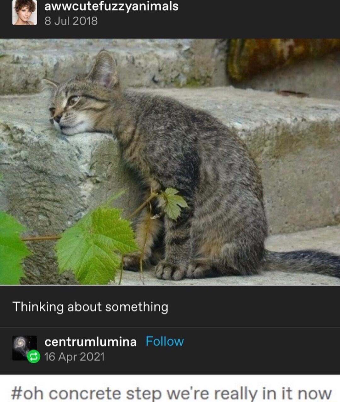 u awwcutefuzzyanimals 8 Jul 2018 Thinking about something centrumlumina Follow 16 Apr 2021
