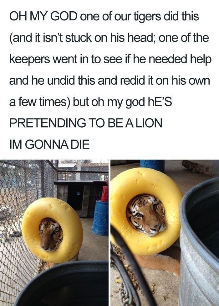 OH MY GOD one of our tigers did this and it isnt stuck on his head one of the keepers went in to see if he needed help and he undid this and redid it on his own a few times but oh my god hES PRETENDING TO BEALION IM GONNADIE