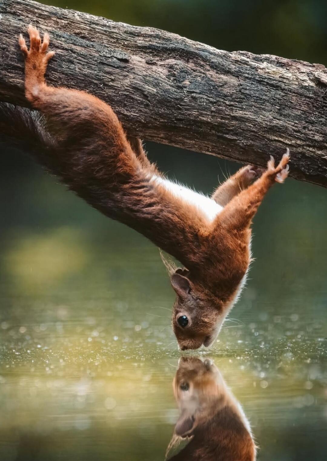 A squirrel hanging from a branch looking at its reflection in water.