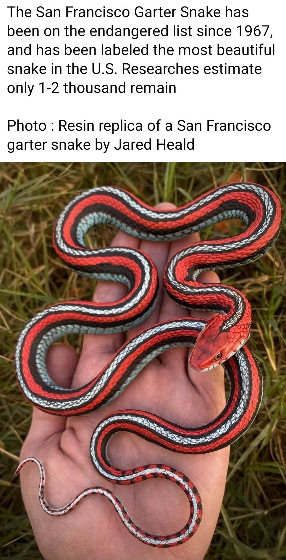 The San Francisco Garter Snake has been on the endangered list since 1967 and has been labeled the most beautiful snake in the US Researches estimate only 1 2 thousand remain Photo Resin replica of a San Francisco garter snake by Jared Heald