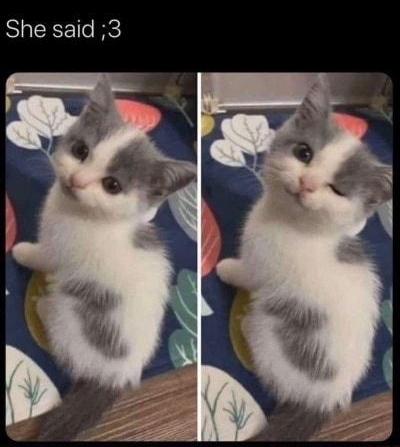 catitolovers NEENUIIS She said 3