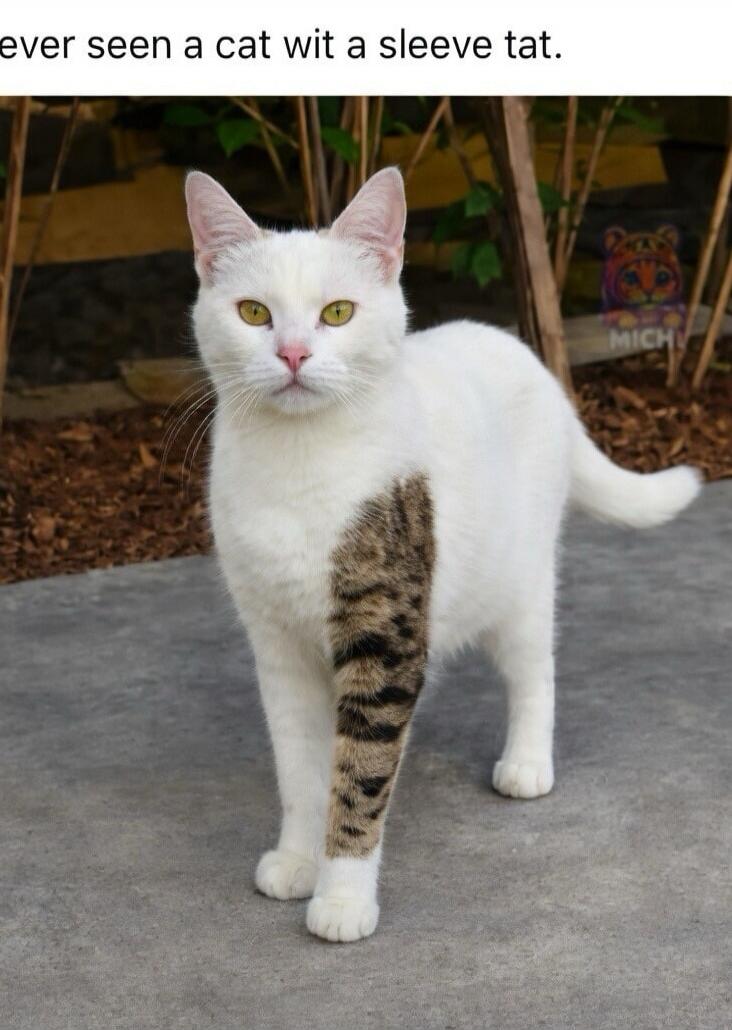 ever seen a cat wit a sleeve tat.