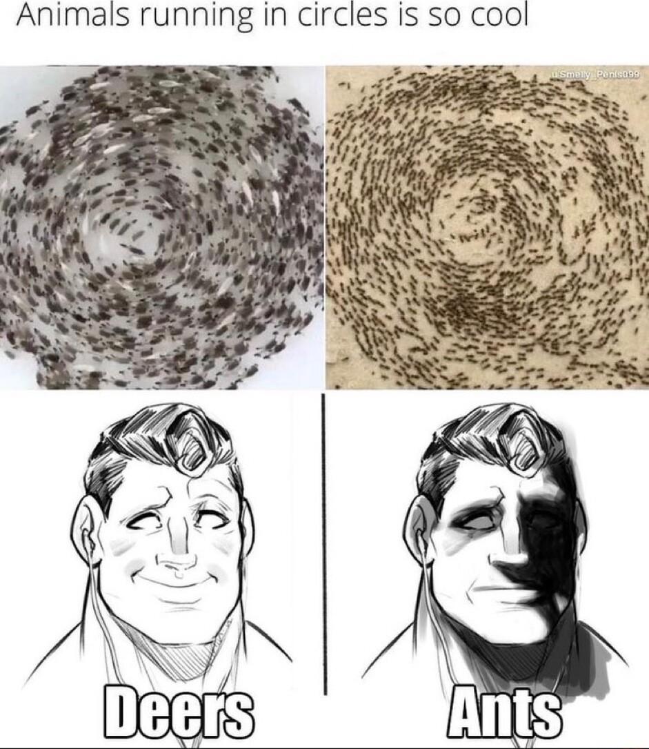 Animals running in circles is so cool