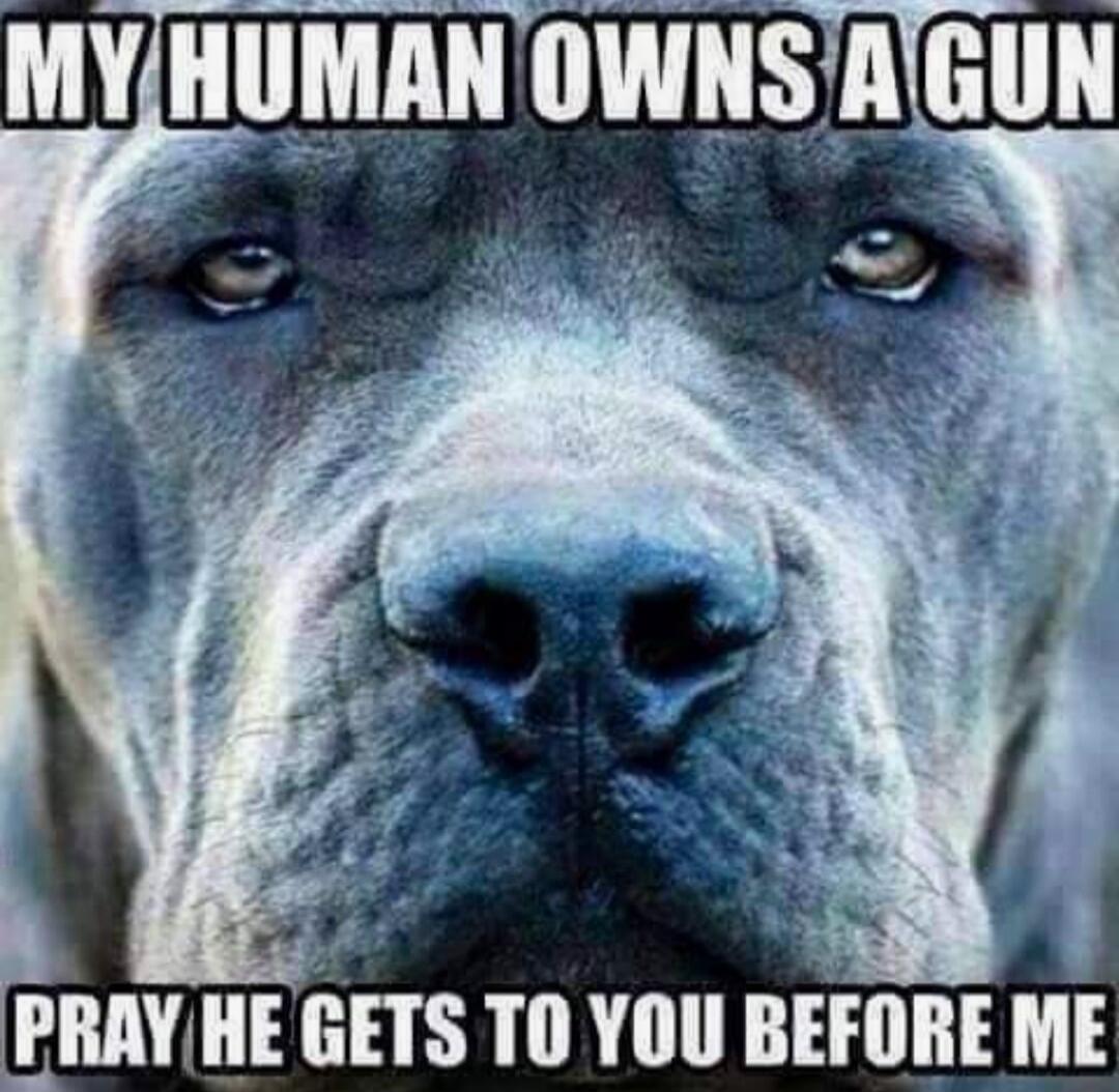 MY HUMAN OWNS A GUN. PRAY HE GETS TO YOU BEFORE ME