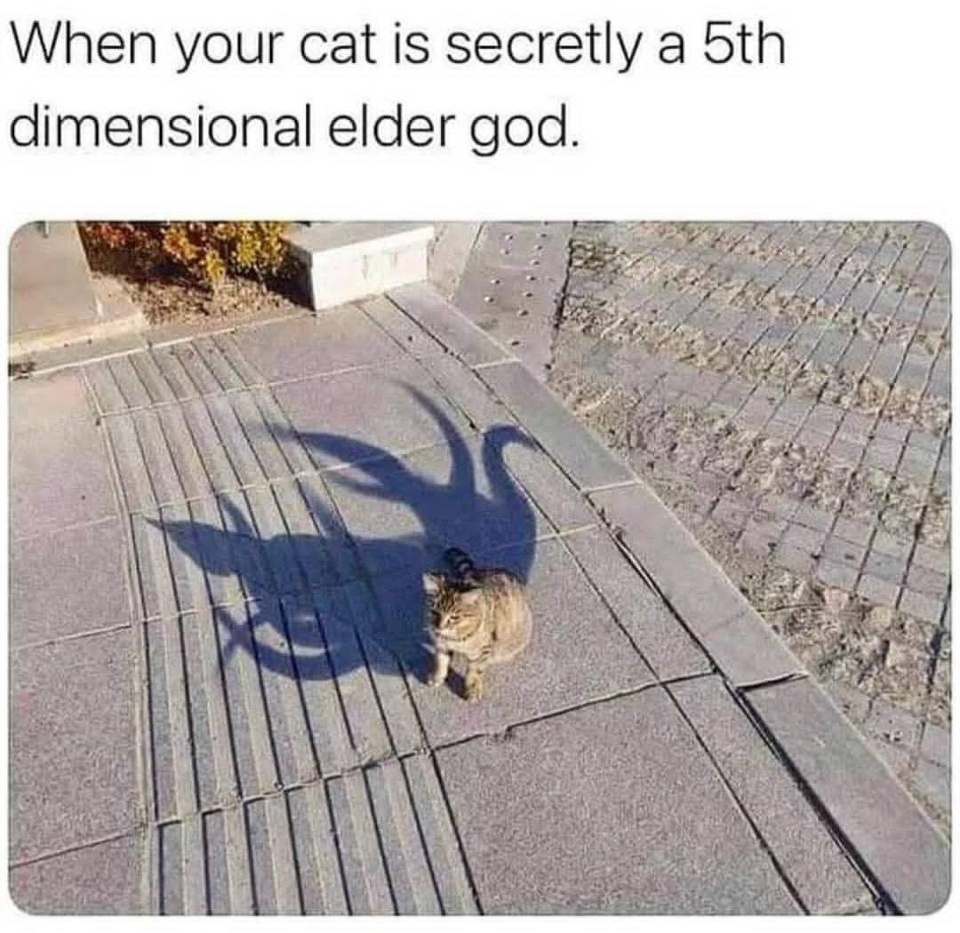 When your cat is secretly a 5th dimensional elder god