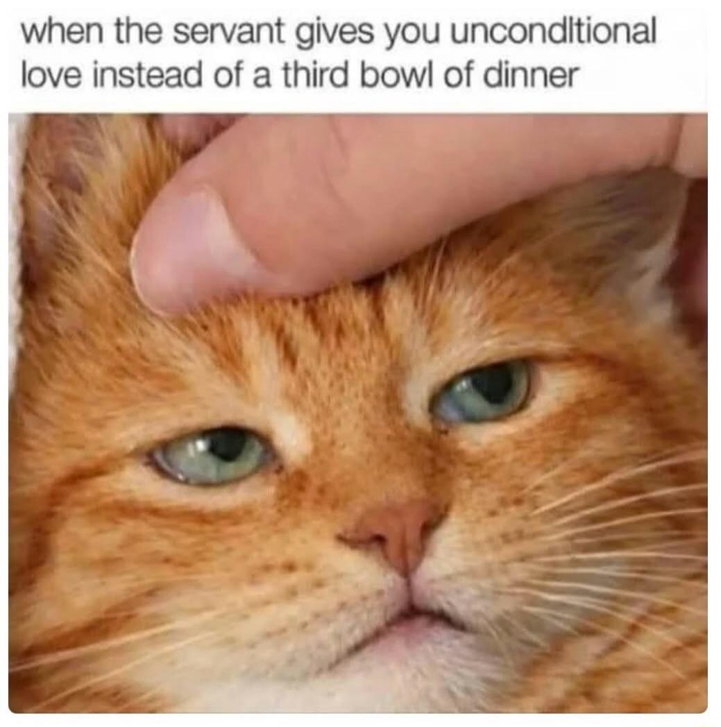 when the servant gives you uncondltional love instead of a third bowl of dinner