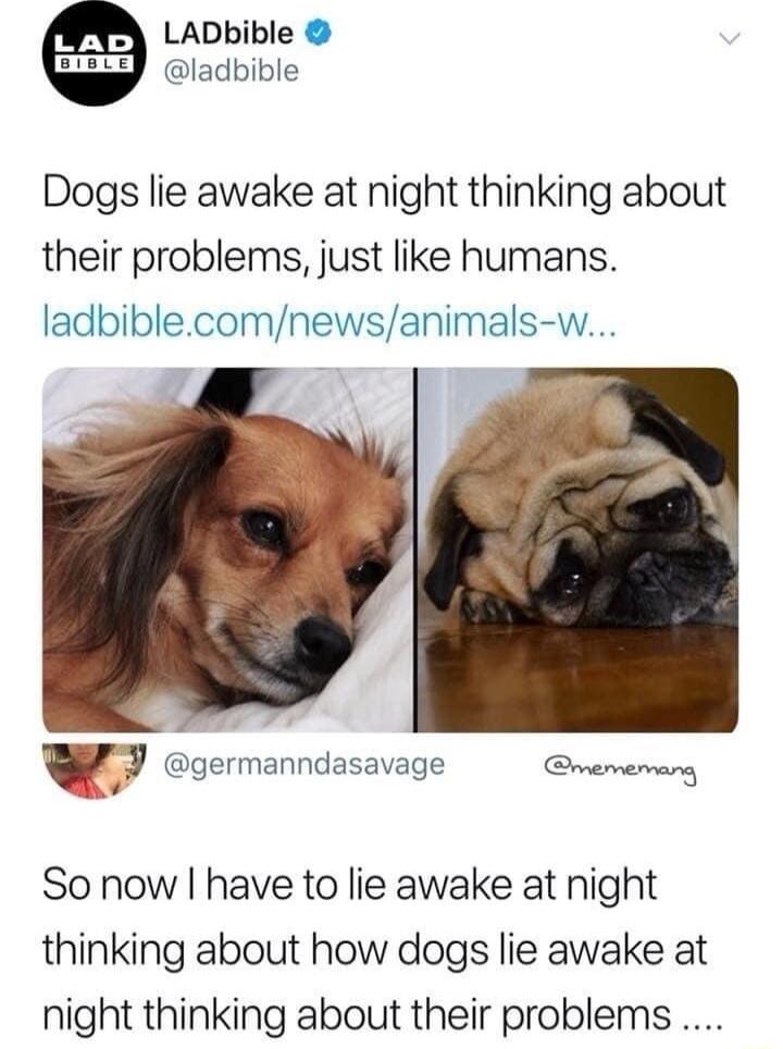 AP LADbible ladbible Dogs lie awake at night thinking about their problems just like humans ladbiblecomnewsanimals w v germanndasavage memerang So now have to lie awake at night thinking about how dogs lie awake at night thinking about their problems