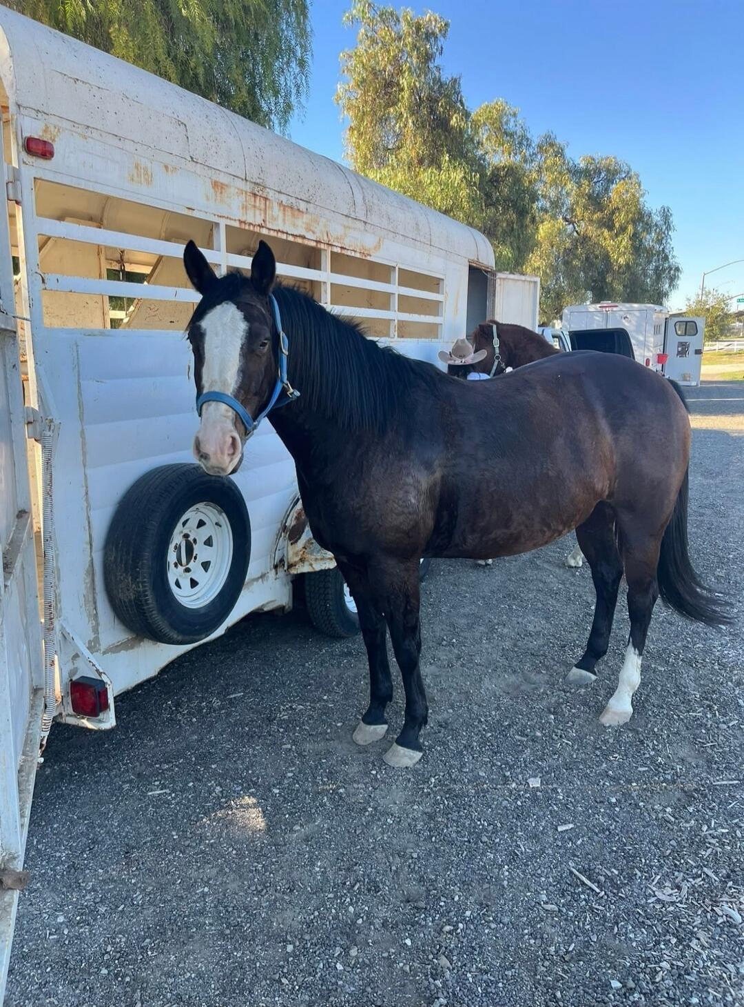 A dark brown horse with a white blaze standing next to a white horse trailer with a spare tire mounted on the side.