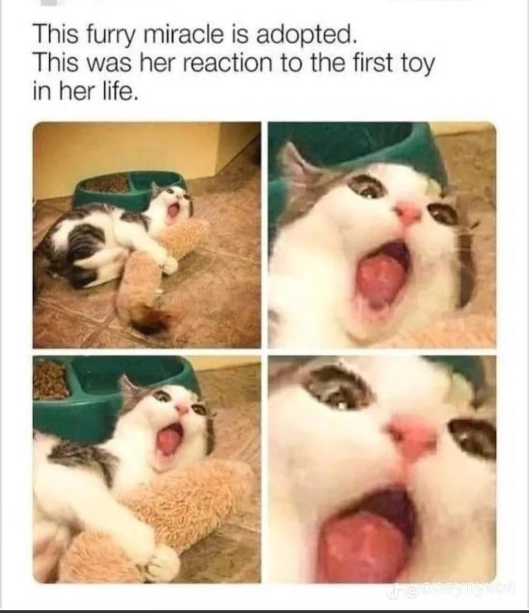 This furry miracle is adopted This was her reaction to the first toy in her life