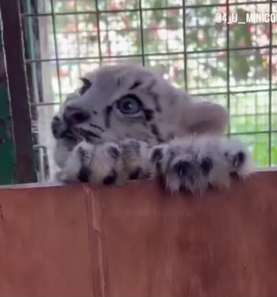 A tiger cub is peeking over a wooden barrier with its paws resting on the edge, behind a wire fence.