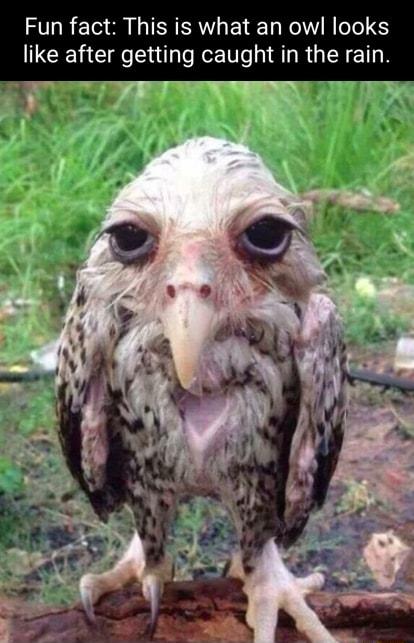 Fun fact This is what an owl looks like after getting caught in the rain