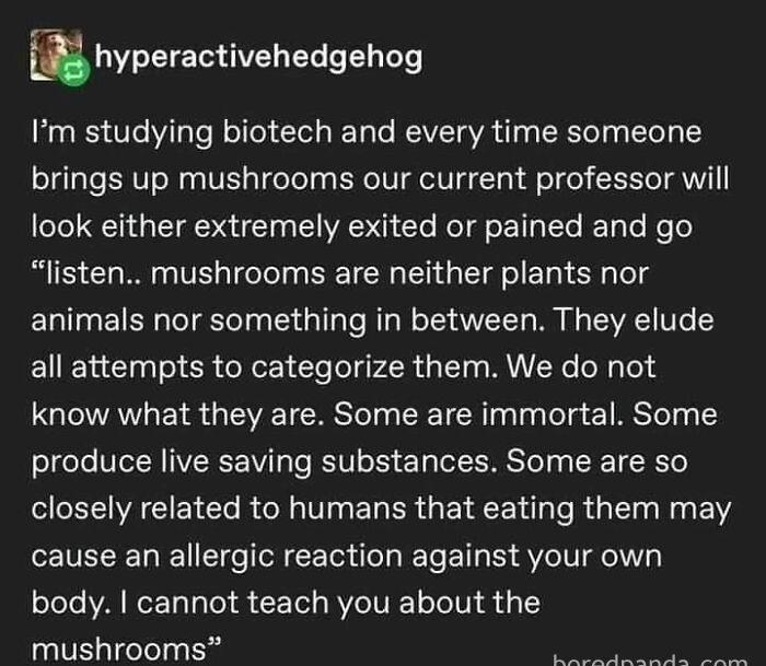 Ehyperactivehedgehog KB VT TgTe Rellel Tela Ty To VT AVA I Ty FTeT brings up mushrooms our current professor will look either extremely exited or pained and go listen mushrooms are neither plants nor animals nor something in between They elude all attempts to categorize them We do not know what they are Some are immortal Some produce live saving substances Some are so e WA IR Clo RN VI ET PR G ENE
